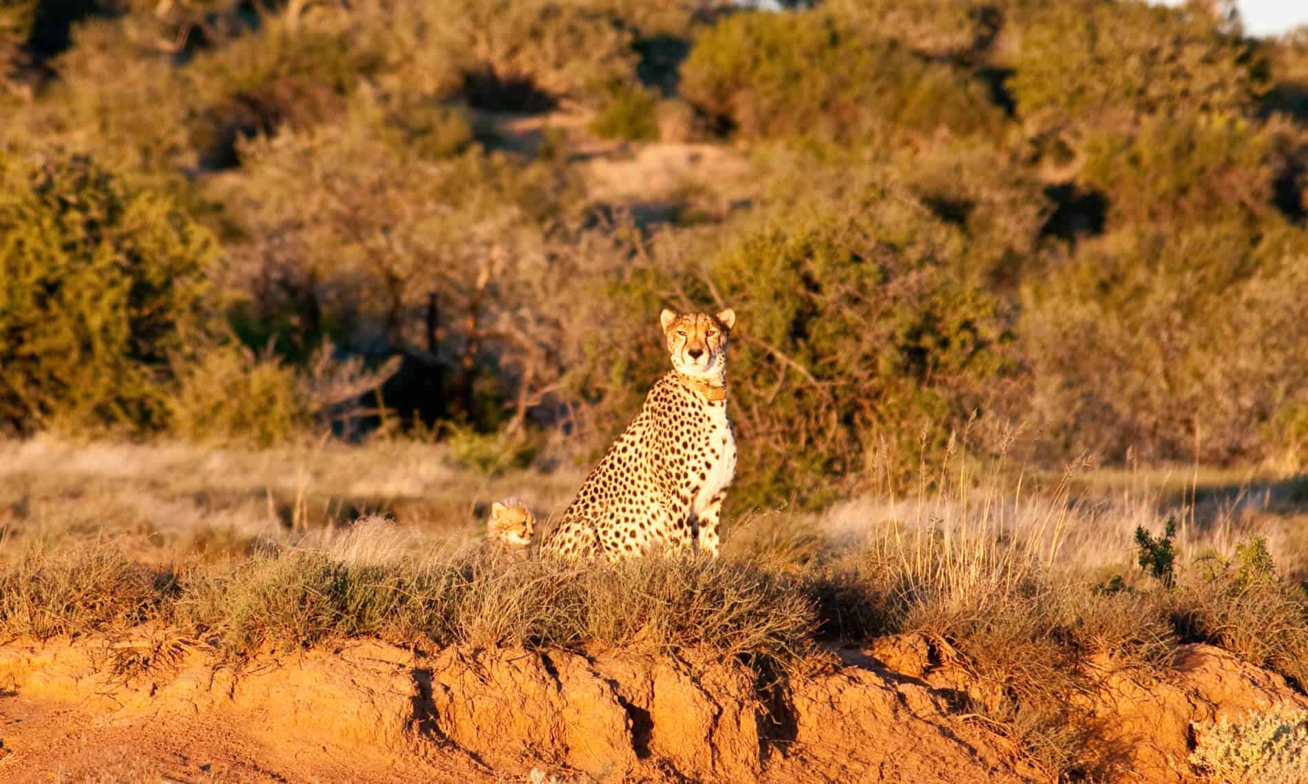 sibella-cubs-samara-karoo-south-africa-marnus-ochse-8-1900×1140
