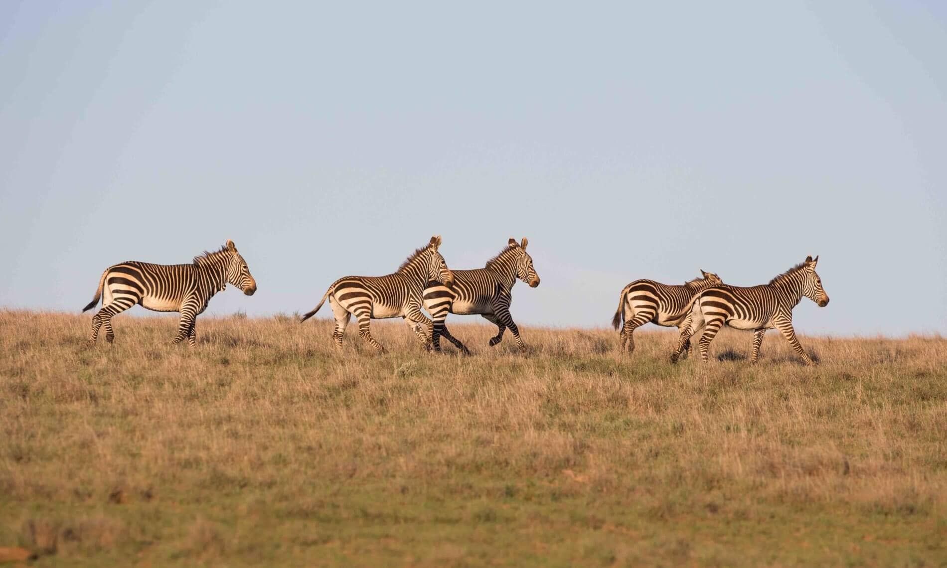 cape-mountain-zebra-samara-mara-karoo-south-africa-copyright-scott-ramsay-web-optimised-1900×1140