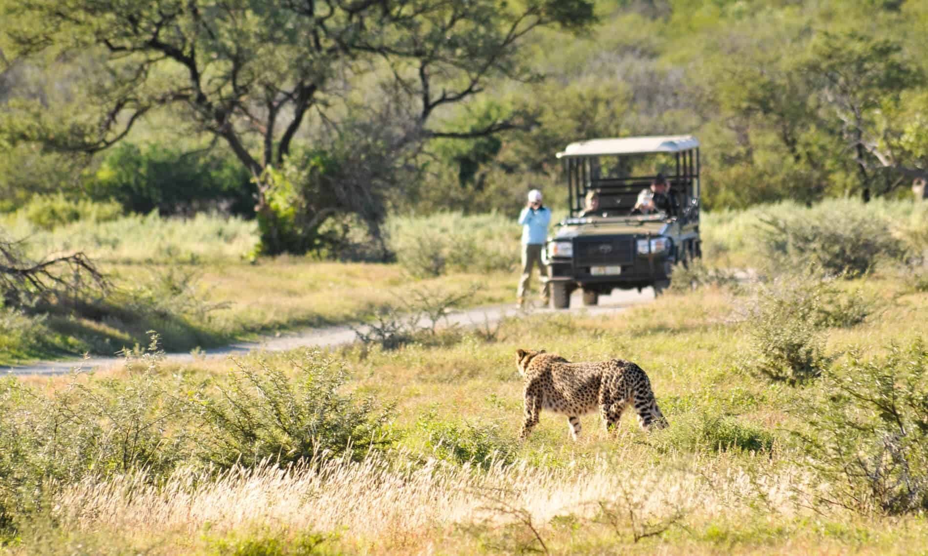 cheetah-walking-vehicle-samara-karoo-south-africa-marnus-ochse-1900×1140