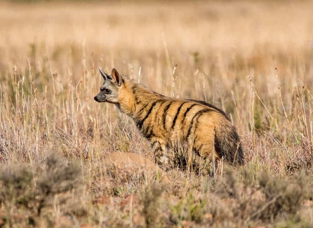 shutterstock-aardwolf