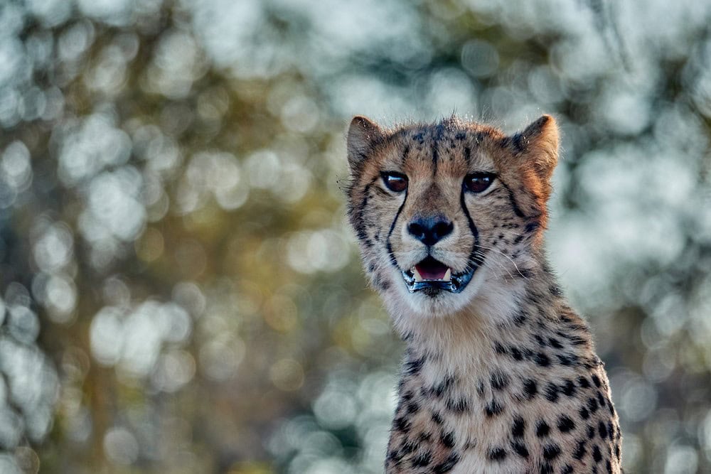 thumbnail_cheetah by daviid swanepoel SAMARA