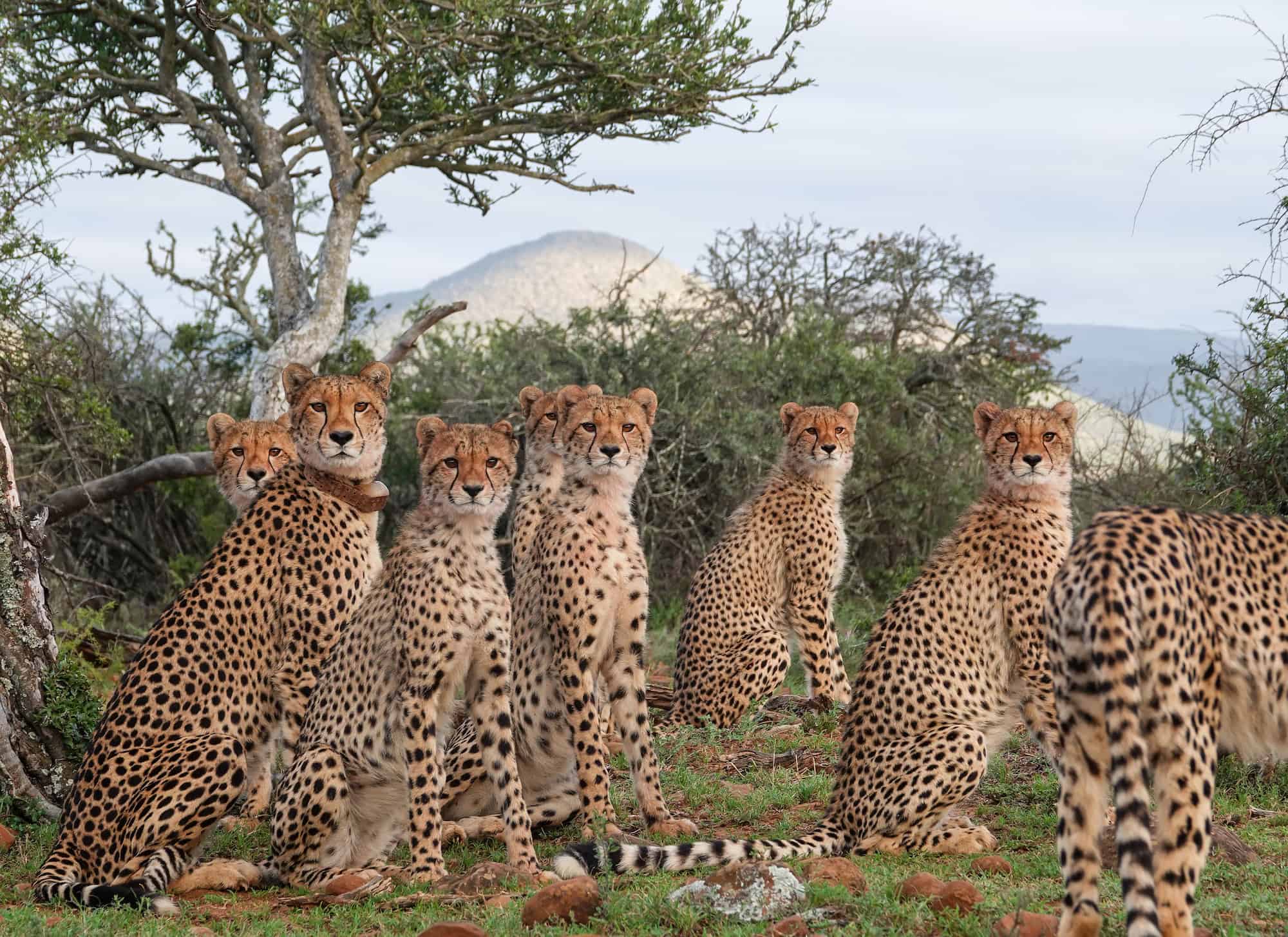 Chilli & 8 cubs, by Benedict Phepheng at Samara