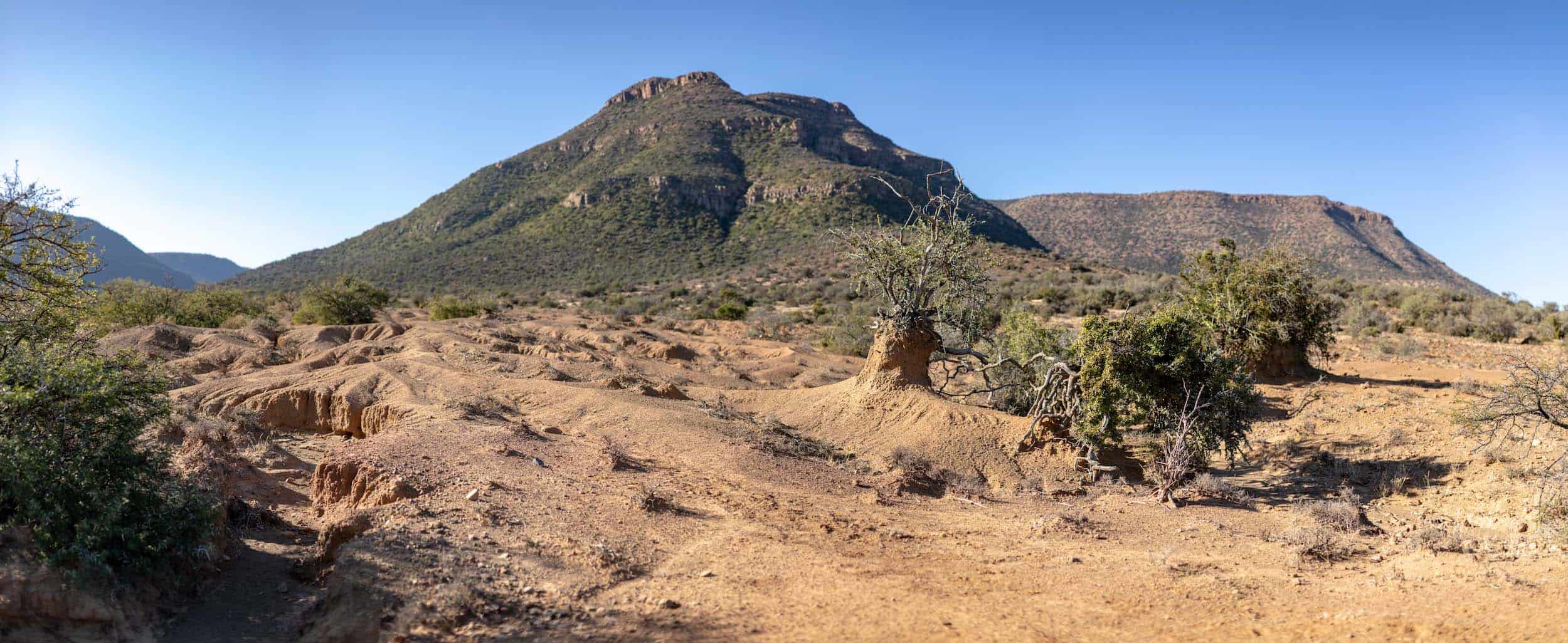 spekboom-site-degradation-erosion-samara-karoo-sacha-specker-black-bean-productions