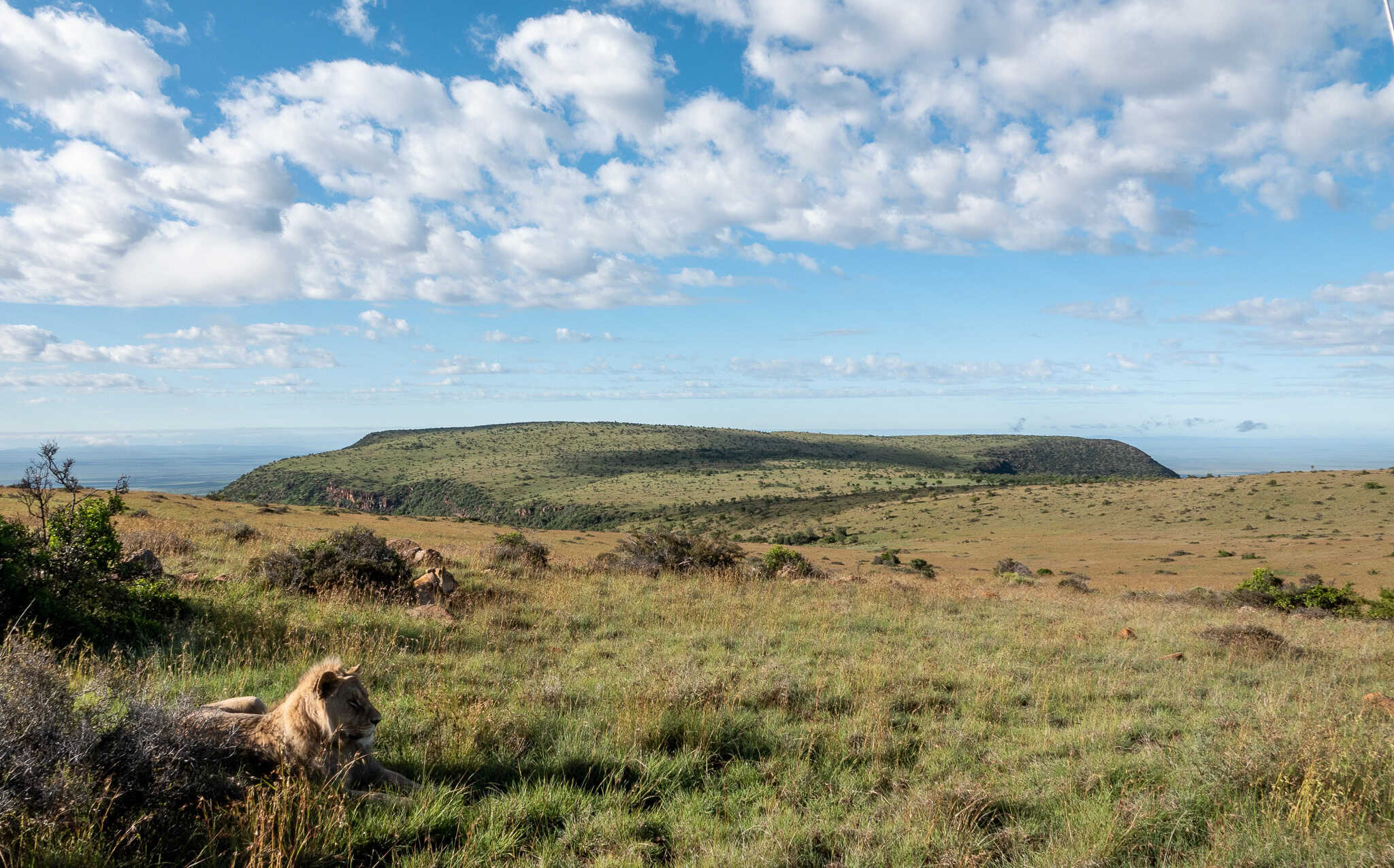 lion-samara-mara-founders-pride-grasslands-marnus-ochse-samara-karoo