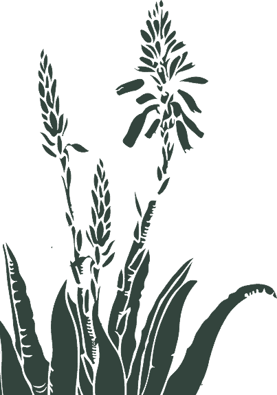 Aloe