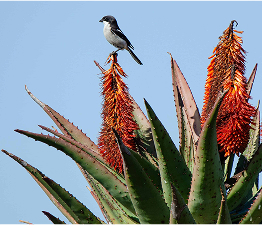 Aloe-Ferox-and-Bird-scaled