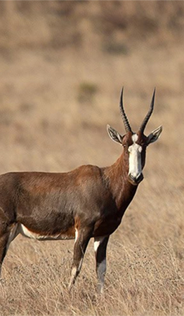 Blesbok_MaxWaugh