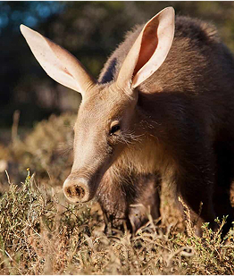 Karoo_Aardvark-e1751364782341