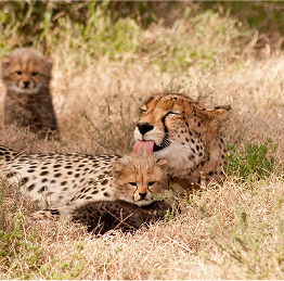 Karoo_Cheetah-Cub