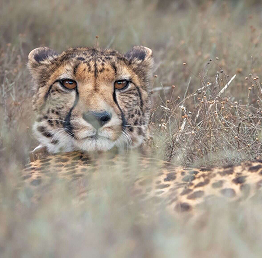 Karoo_Cheetah-e1751282082506