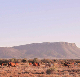 Karoo_Cows