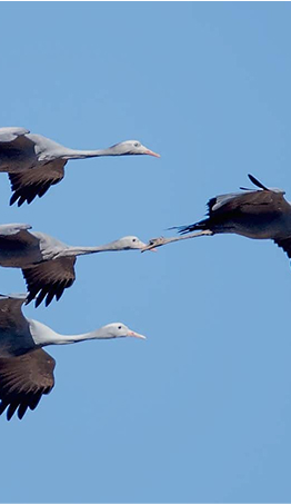 Karoo_Crane