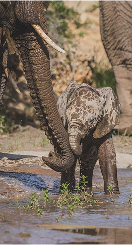 Karoo_Elephant-baby