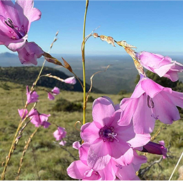 Karoo_Flowers