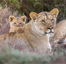 Karoo_Lion-e1751364758171
