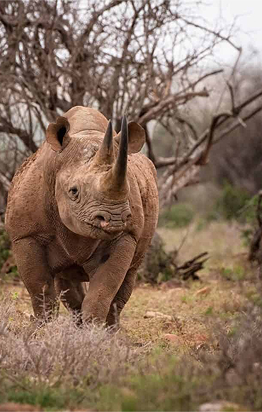 Karoo_Rhino-e1751364743356