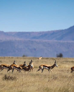 Karoo_Springboks