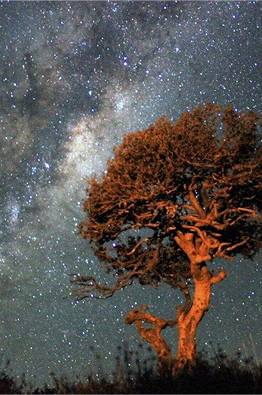 Karoo_Stars