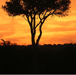 Karoo_Tree