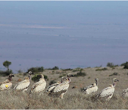 Karoo_Vultures