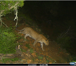 Leopard-returning-of-its-own-accord-on-camera-trap-3-scaled
