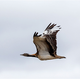 LudwigBustardFlying2_KathleenVanOppen