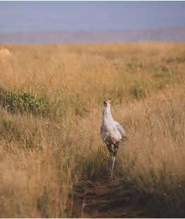 Secretary-bird-scaled