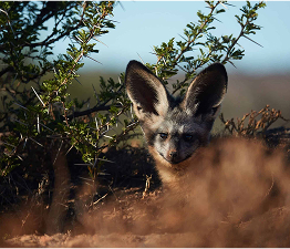 bat-eared-fox-pup-den-samara-karoo-eastern-cape-daviid-swanepoel-scaled