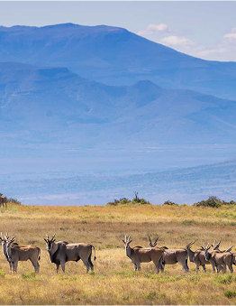 eland-mountain-landscape-marnus-ochse