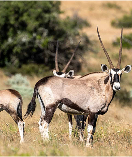 gemsbok-samara-karoo-reserve-marnus-ochse