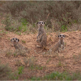 meerkats-burrow-roelof-wiesner-scaled