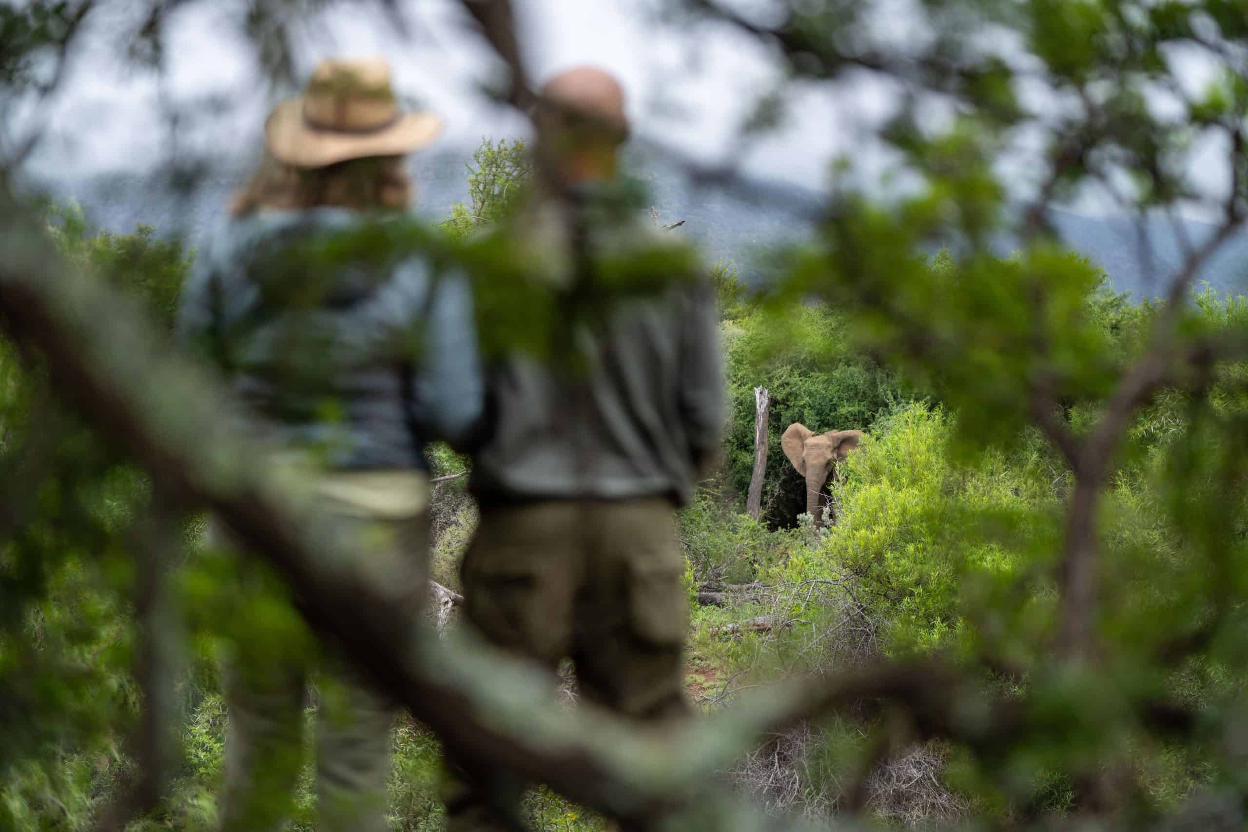 samara-karoo-reserve-addo-elephant-translocation-new-home